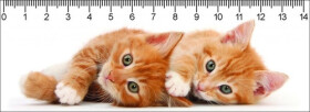 Pravítko 3D Two Ginger Kitten