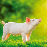 Nástěnný poznámkový kalendář 2026 NOTIQUE - Úsměv, prosím, 30 x 30 cm