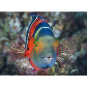 Pohlednice 3D Flasher Wrasse