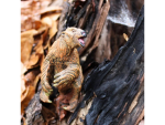 Safari Ltd. Safari Ltd. Figurka - Megatherium
