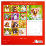 Kalendář 2025 poznámkový: Psi, 30 30 cm