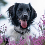 Nástěnný poznámkový kalendář 2026 NOTIQUE - Psi, 30 x 30 cm