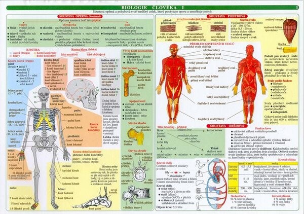 Tabulka - biologie člověka, 1. vydání