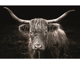 Obraz na plátně Skotská kráva, 118x78 cm