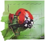 Just Jigsaws 602 Beruška a její životní cyklus - dřevěné vrstvené puzzle