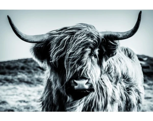 Obraz na plátně Skotská kráva 90x60 cm, černobílá