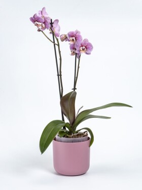 Samozavlažovací květináč Tolita Air ø 19 růžová