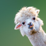 Nástěnný poznámkový kalendář 2026 NOTIQUE - Úsměv, prosím, 30 x 30 cm