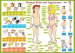 Human Body and Appearance / Lidské tělo - Naučná karta - Eva Tinková