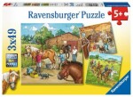 Ravensburger Den s koňmi