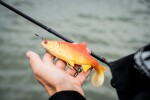 Fox Rage Gumová nástraha Ultra Realistic Replicant Roach Golden Roach - 18cm 83g,Fox Rage Gumová nástraha Ultra Realistic Replicant Roach Golden Roac