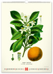 Nástěnný kalendář 2026 NOTIQUE - Vintage plakáty – herbář, 33 x 46 cm