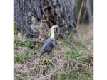 Safari Ltd. Safari Ltd. Figurka - Therizinosaurus