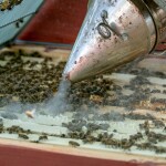 Včelařství Domovina Ovocné mámení dárkové balení Mašlička 3x75 g ochucené medy rybíz, malina, borůvka