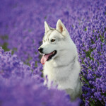 Nástěnný poznámkový kalendář 2026 NOTIQUE - Psi, 30 x 30 cm