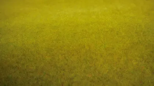 NOCH Travní koberec Letní louka