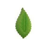 List růže zelený olivový, oplatek 100 ks