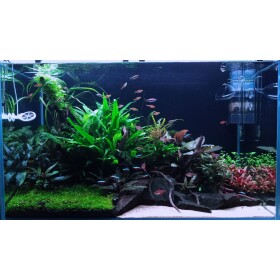 Kolekce rostlin pro nenáročné akvárium 400l