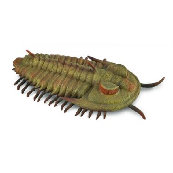 Collecta Redlichia Rex trilobit