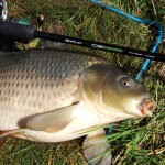 Chytil Pufiny 10mm 20g - Scopex,Chytil Pufiny 10mm 20g - Scopex