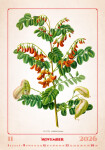 Nástěnný kalendář 2026 Helma - Herbarium, 31,5 x 45 cm
