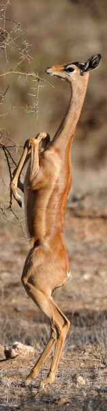 Záložka 3D Gerenuk