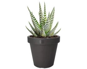 Květináč Kanten 25 cm, antracitový