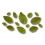 Dortisimo Silikonová forma Listy