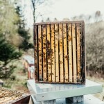 Včelařství Domovina Maca medu Hmotnost: