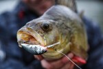 Salmo Wobler Hornet Floating Holographic Grey Shiner - 4cm 3,1g,Salmo Wobler Hornet Floating Holographic Grey Shiner - 4cm 3,1g