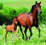 Nástěnný poznámkový kalendář 2026 Helma - Horses