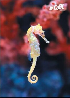 Victoria Victoria, ISVFC76, školní sešit Waterworld, nelinkovaný, 80 listů, A4, 1 ks Motiv: Číslo 2