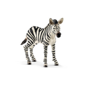 Zvířátko - mládě zebry
