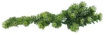 Lucky Reptile Turtle Plants Horn Fern cca 40 cm (FP-64542)
