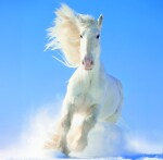Nástěnný poznámkový kalendář 2026 Helma - Horses