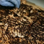 Šufan Kokosová hnízda s čokoládou 170 g