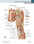 Netterův anatomický atlas člověka