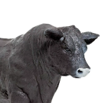 Safari Ltd. Safari Ltd. Figurka - Anguský býk