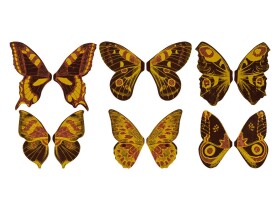 Dortisimo Bombasei čokoládová dekorace Motýlci 7 cm (60 ks)
