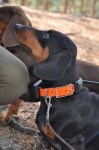 Obojek pro dalšího psa DOG GPS X30TB