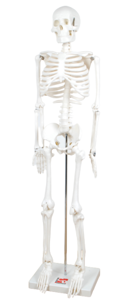TickiT Kostra 85cm (model v měřítku 1/2)