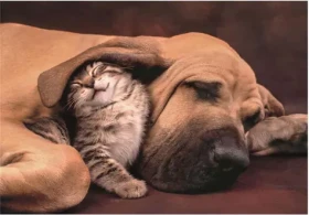 Clementoni 35583 Puzzle Mazlení 500 dílků