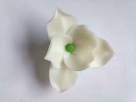 Dortisimo Cukrová magnolie bílá (9 ks)