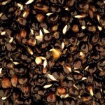 Nash Partikl Oily Hemp - 2,5l,Nash Partikl Oily Hemp - 2,5l