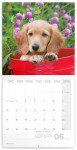 Nástěnný poznámkový kalendář Presco Group 2024 - Psi, 30 × 30 cm - BEZ ČEŠTINY