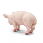 Safari Ltd. Safari Ltd. Figurka - Kanec prasete domácího