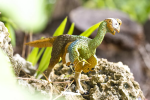 Safari Ltd. Safari Ltd. Figurka - Citipati