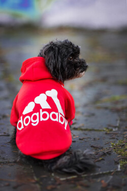 DogBaby bavlněná mikina pro psa Barva: Červená, Délka zad (cm): 25, Obvod hrudníku: 30 - 36 cm