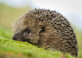 Pohlednice 3D Ježek