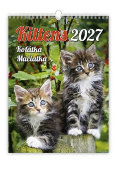 Kalendář nástěnný 2027 - Kittens/Koťátka/Mačičky